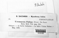 Uromyces viciae-fabae image